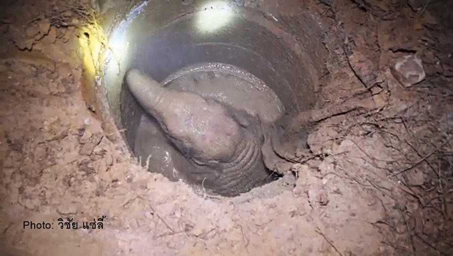 elephant4.jpg
