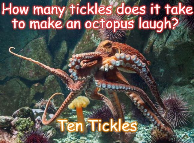 octopus.jpg.e69135e7c405bf2340420199b151921a.jpg