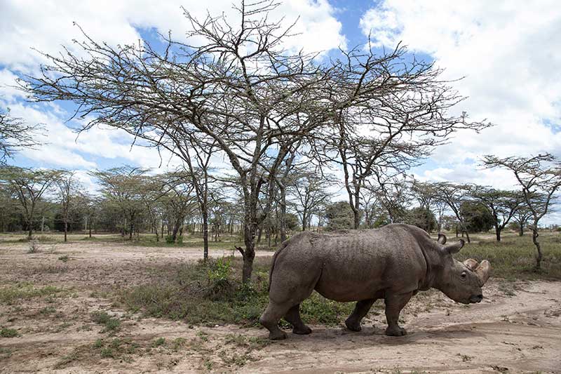 2018-03-07T153401Z_1_LYNXNPEE261D6_RTROPTP_4_KENYA-RHINO.JPG