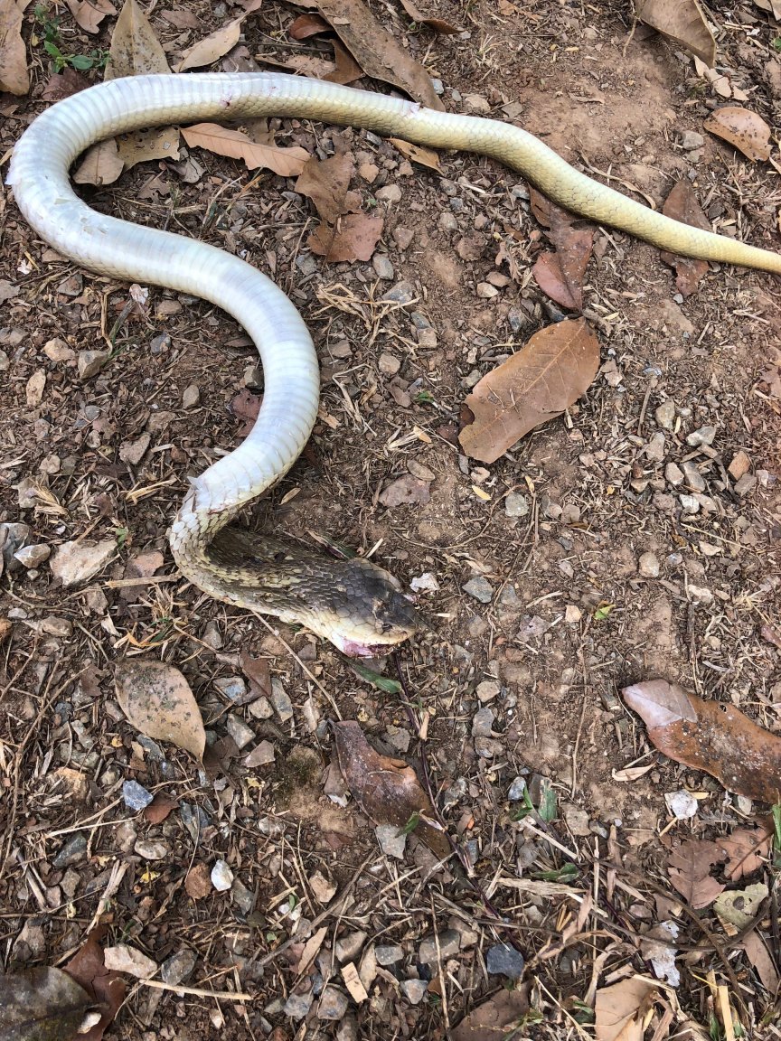 Cobra 1.JPG