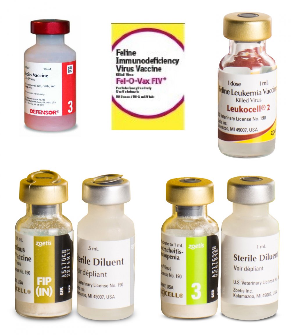 5aa3722a5e188_Taovaccination.thumb.jpg.f546e664b854687e46be4e50574b9018.jpg
