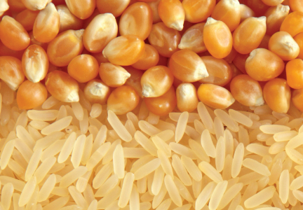 rice and corn_e.jpg
