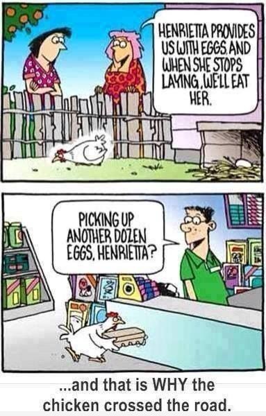 Funny-chicken-comic-2014.jpg.866f40b4ac25e024218d1ce500c664ae.jpg