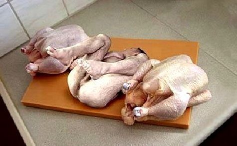 Turkey_7f6bfc_120272.jpg.6bbf826d92f7558b41a03937a1451d19.jpg