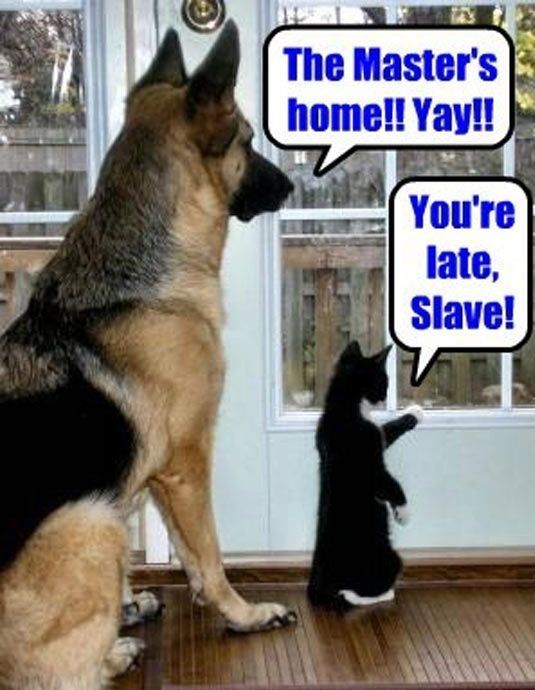 dog-and-a-cat-with-saying.jpg.ab4a021ded17aea147b75a6ede8e5dcc.jpg