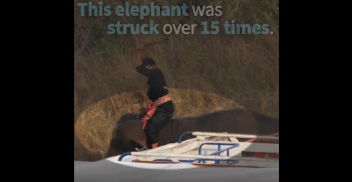 elephant.png