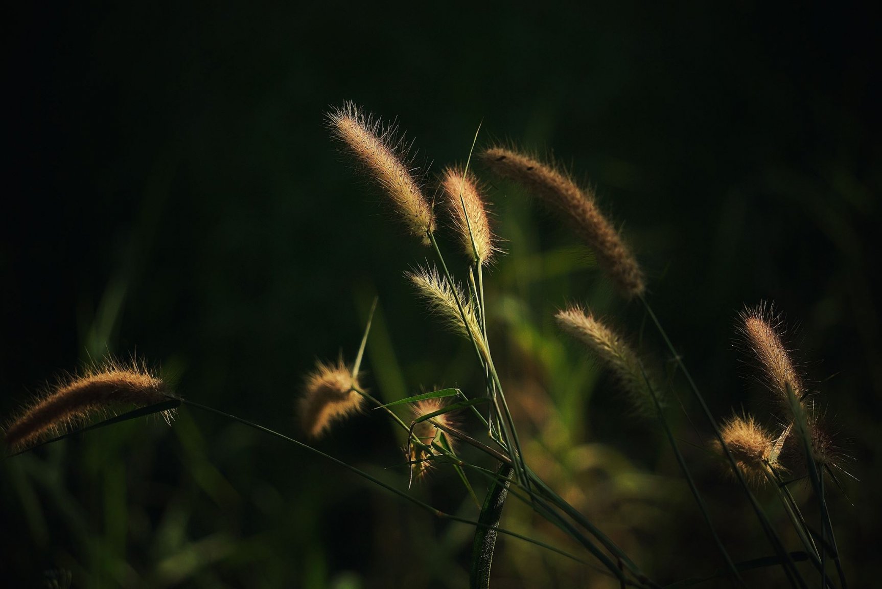 grass.thumb.jpg.da26492ddfaee24bdb0200ca32cc5a71.jpg