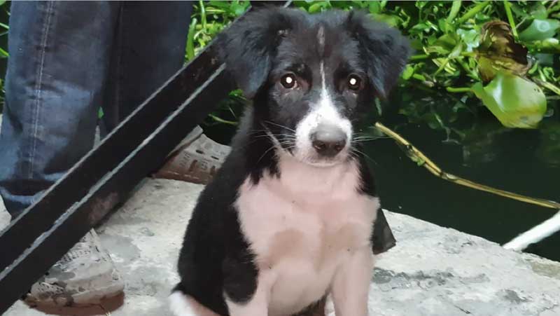puppy.jpg