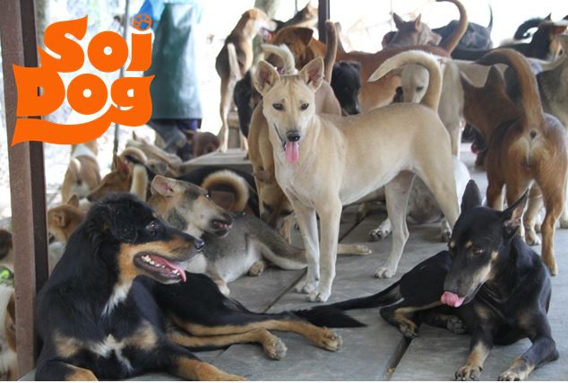 soi-dogs-4.jpg