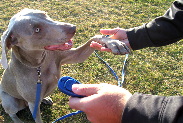 super-clicker-training-dogs.jpg.0e085ded7d620e44677aad547e031ff7.jpg