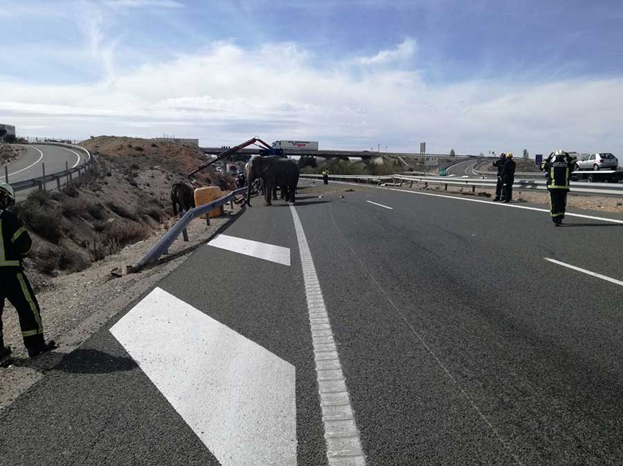2018-04-03T002336Z_1_LYNXNPEE3201M_RTROPTP_4_SPAIN-ACCIDENT-ELEPHANTS.JPG