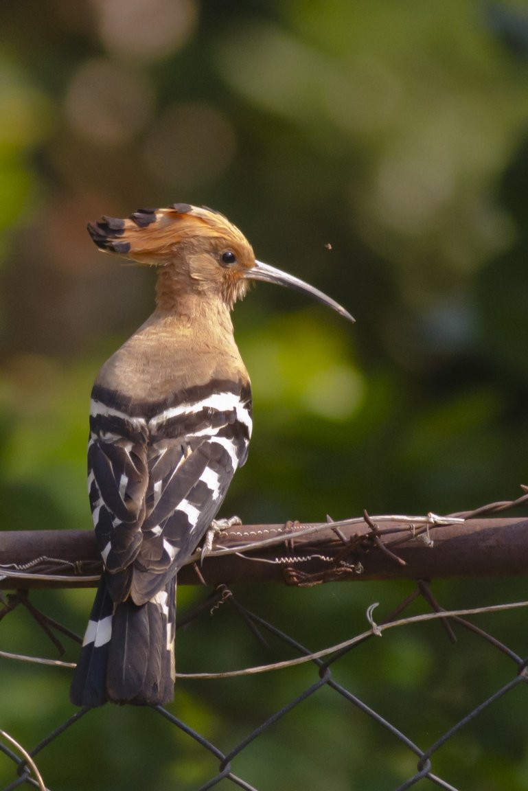 hoopoe fledgling2.jpg