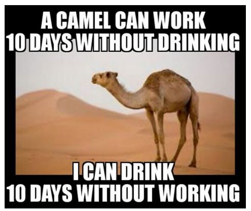 5ae49f0d13a83_Cameldrinkinghabits.jpg.ebb58e8d099bafdb79cf52622c41aed4.jpg