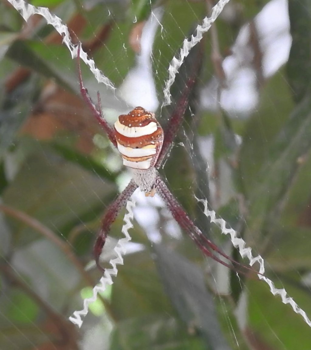 Argiopa2.thumb.jpg.b64070eb9ae04342ade13d3c187a0983.jpg