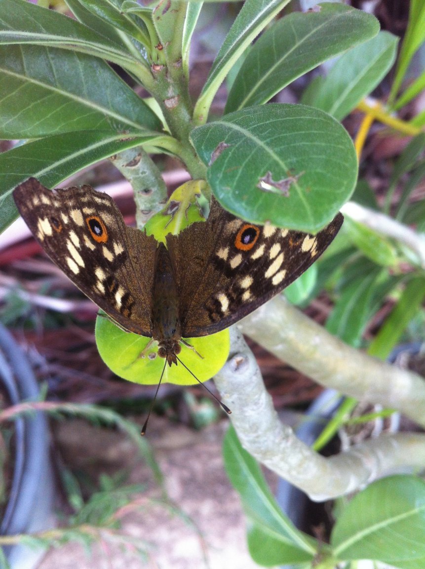 Butterfly.JPG