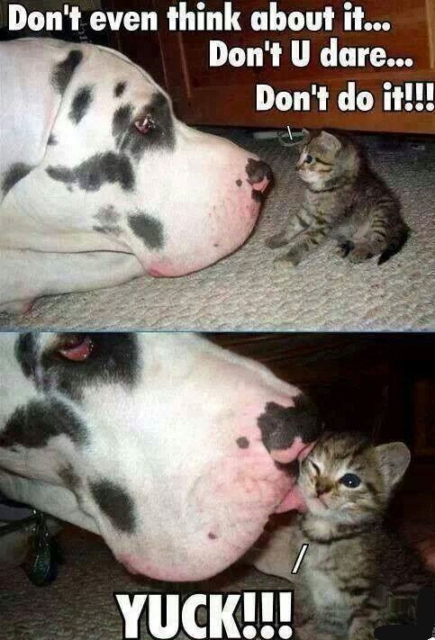 Dog-cant-hold-it.jpg.2b4f3aac5935dce49c70228f164b7eed.jpg