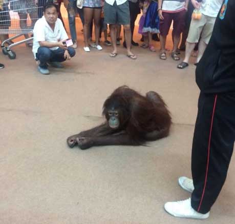 Orangutan-Seacon-Square-2.jpg