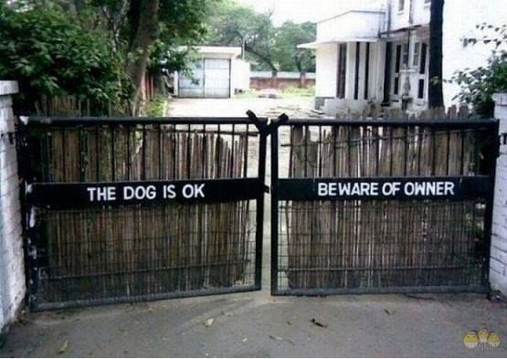 The-dog-is-ok.jpg.8243c8e4301cb5ff173e0798e071850b.jpg