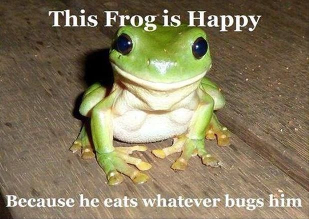 This-frog-is-happy.jpg.9a01f990b91740126acbc974e1e3cabd.jpg