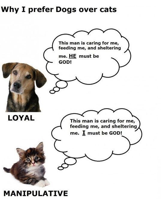 Why-I-prefer-dogs-over-cats.jpg.3c86a1dfadc4e7d224003ab00a0f3f79.jpg