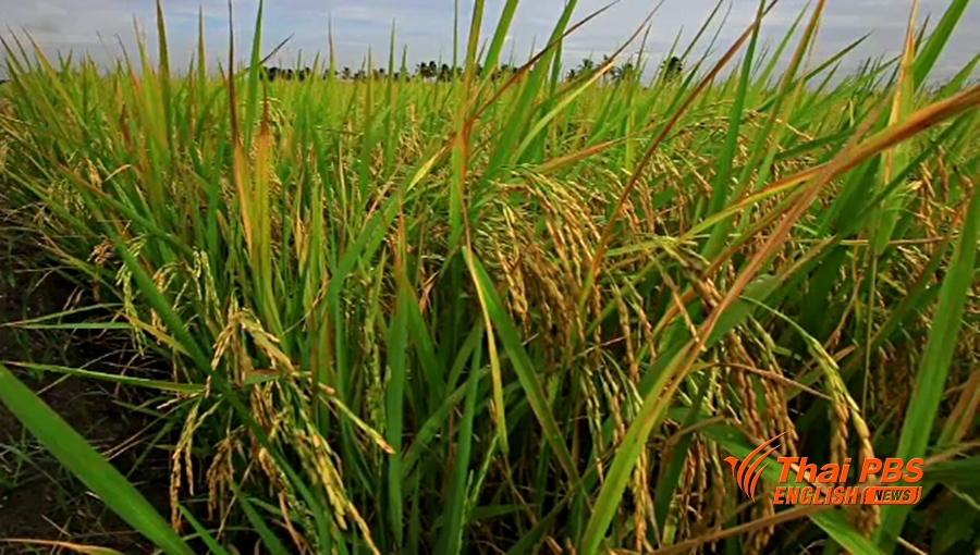 rice2.jpg