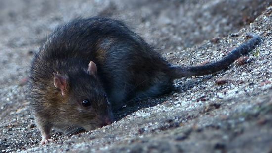 rodent-control-rats.jpg