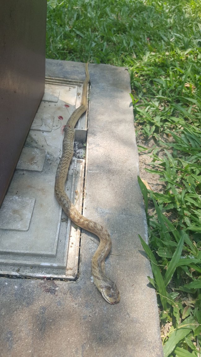 snake.thumb.jpg.71a2fbc9d0966be6bc2096101560a5f8.jpg