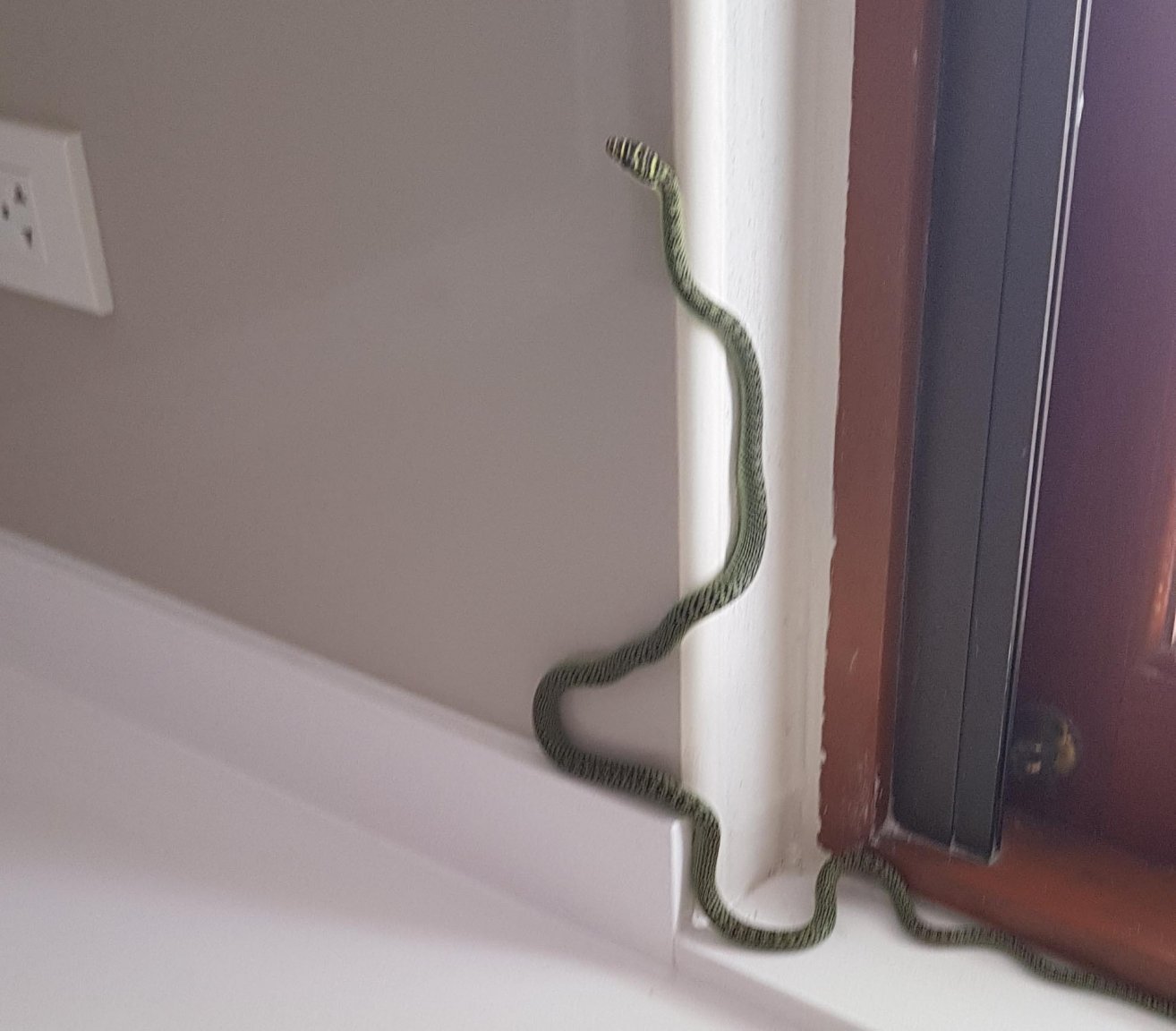 snake.jpg