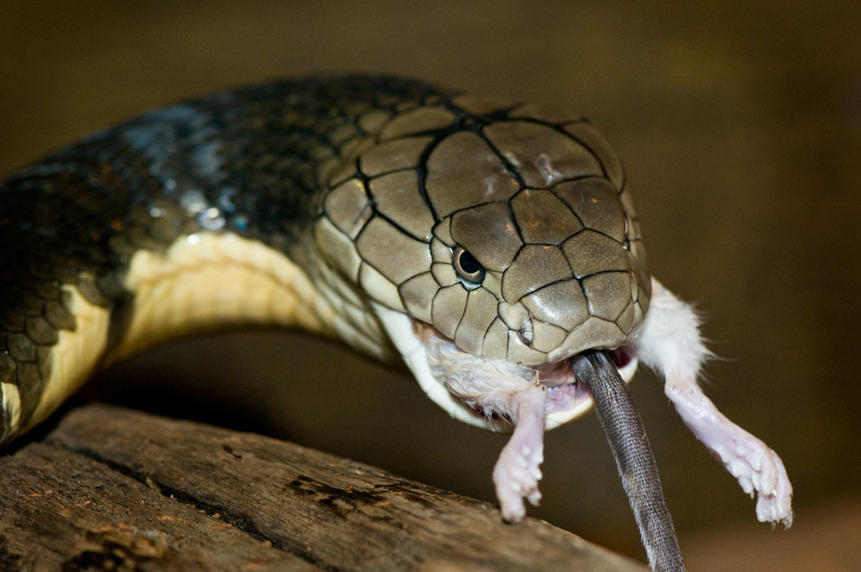 king cobra eating a mouse