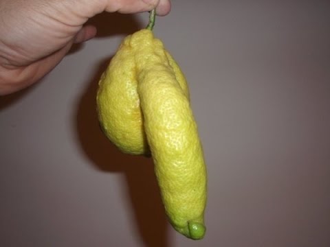 lemon.jpg.39a05e6530c9a2132c51c1695b369ae2.jpg