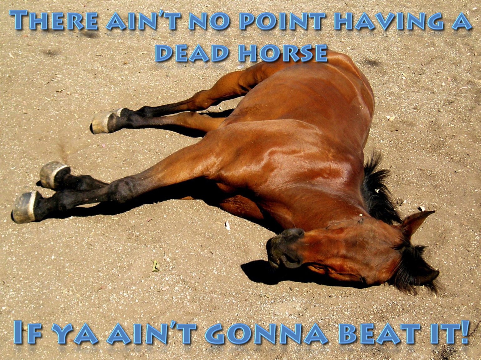 dead horse.jpg