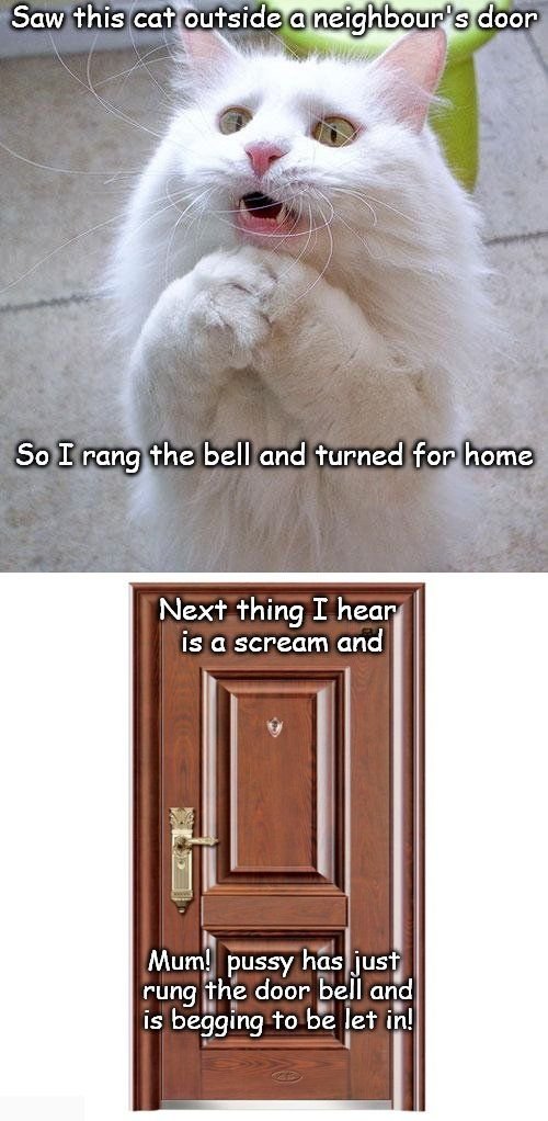 1516778608_catthought.jpg.1138cdb427874216355b5f66f9a98a83.jpg