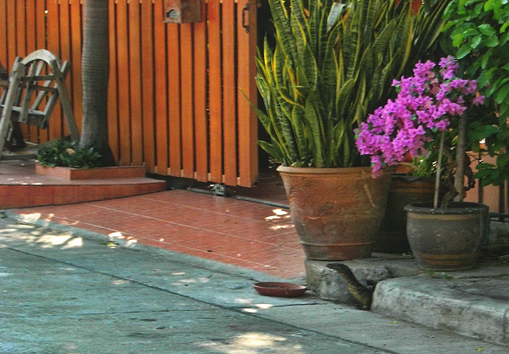 BKK lizard 006.jpg