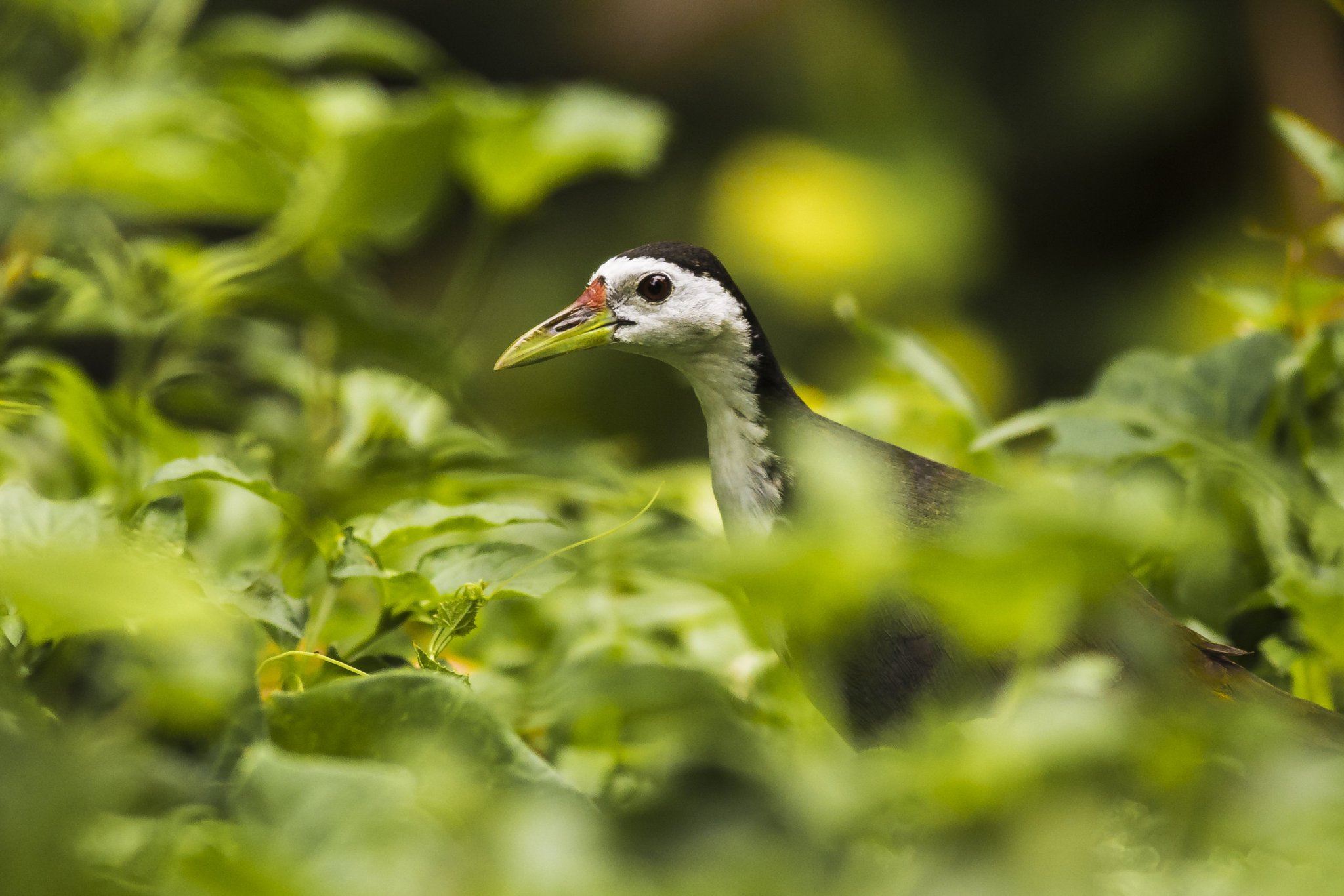 White breasted waterhen_1.JPG