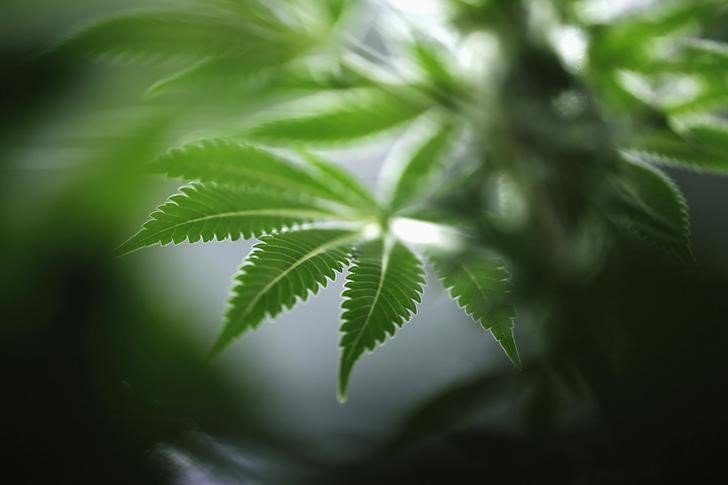 2018-06-20T164134Z_1_LYNXMPEE5J21N_RTROPTP_3_CANADA-MARIJUANA-IPO.JPG