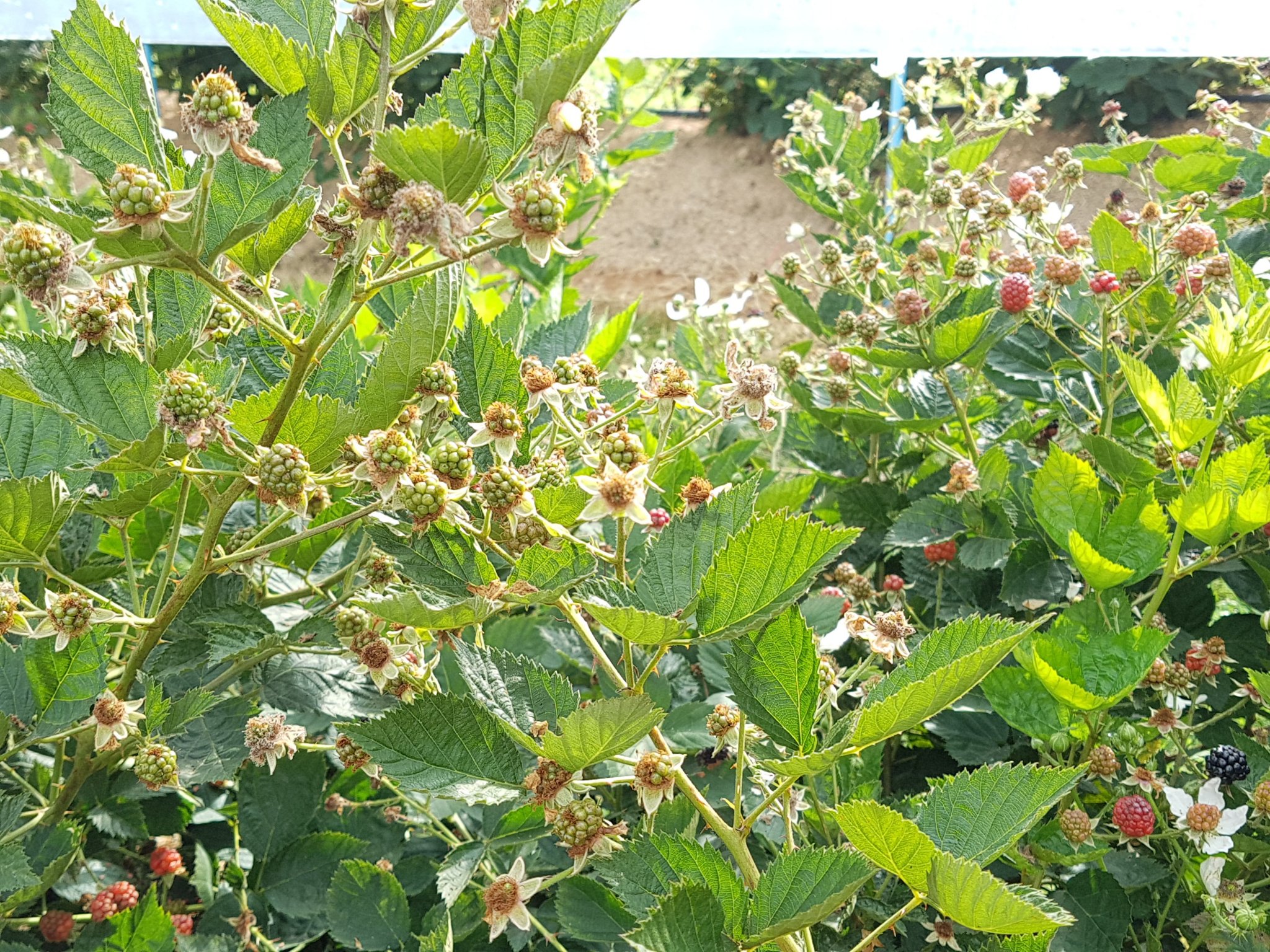 20180531_162638.jpg