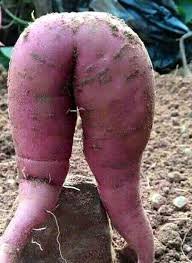 2073121972_redcarrot.jpg.db14cce53338582fc63e6a1377633d04.jpg