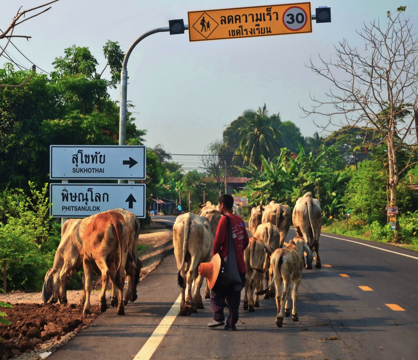 road cows.JPG