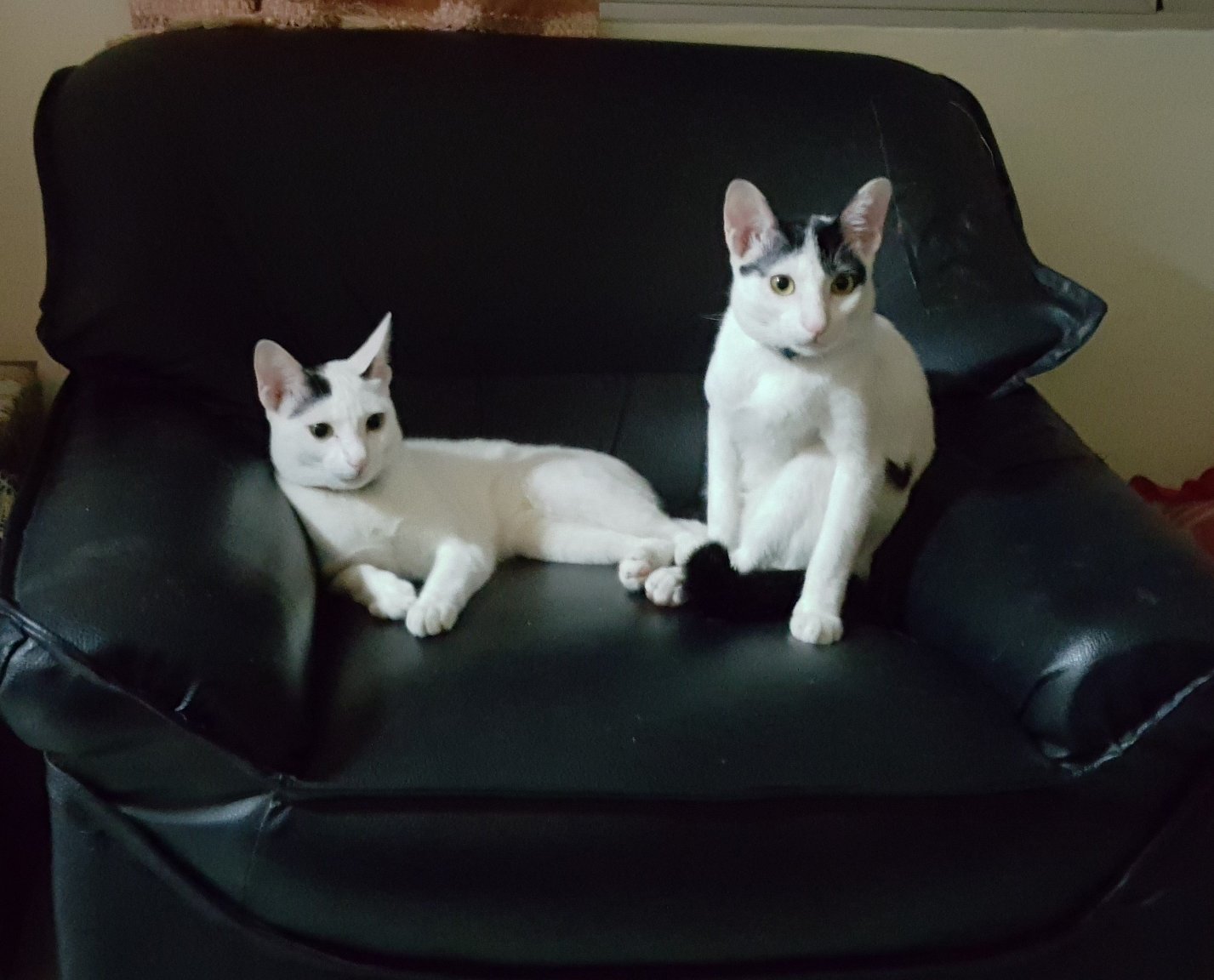 PurrfectPartners.jpg