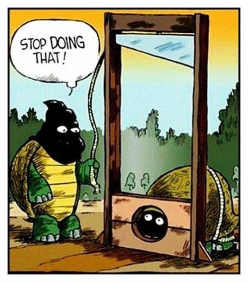 Turtle-Humour.jpg.4d83e815f34865ce9674c7a4061ce238.jpg