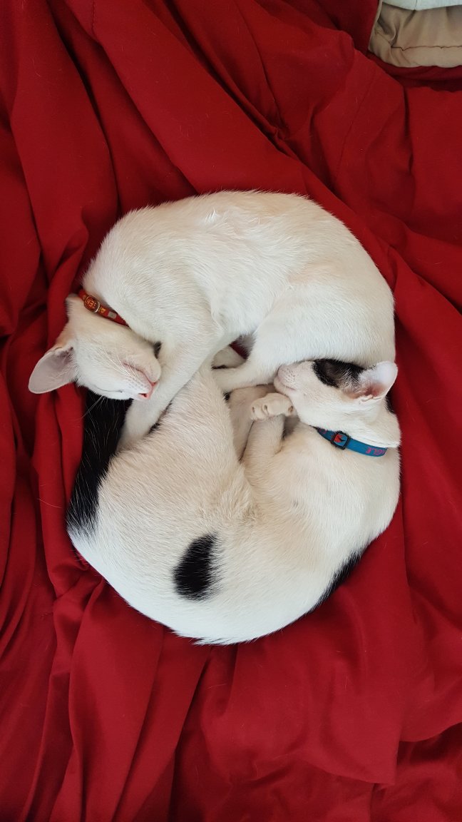 YinYangKittens.jpg