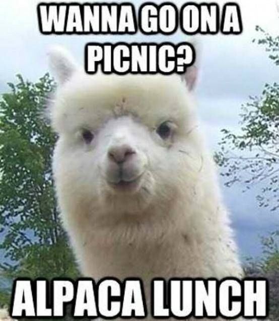 alpaca.jpg.4cc7f0ba0bf9d997468fede1aee47601.jpg
