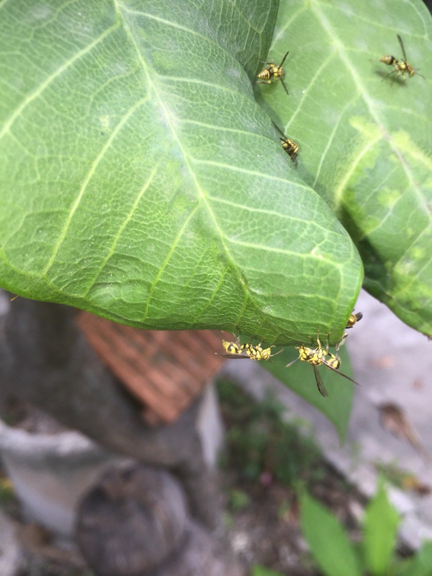 bee2.jpg