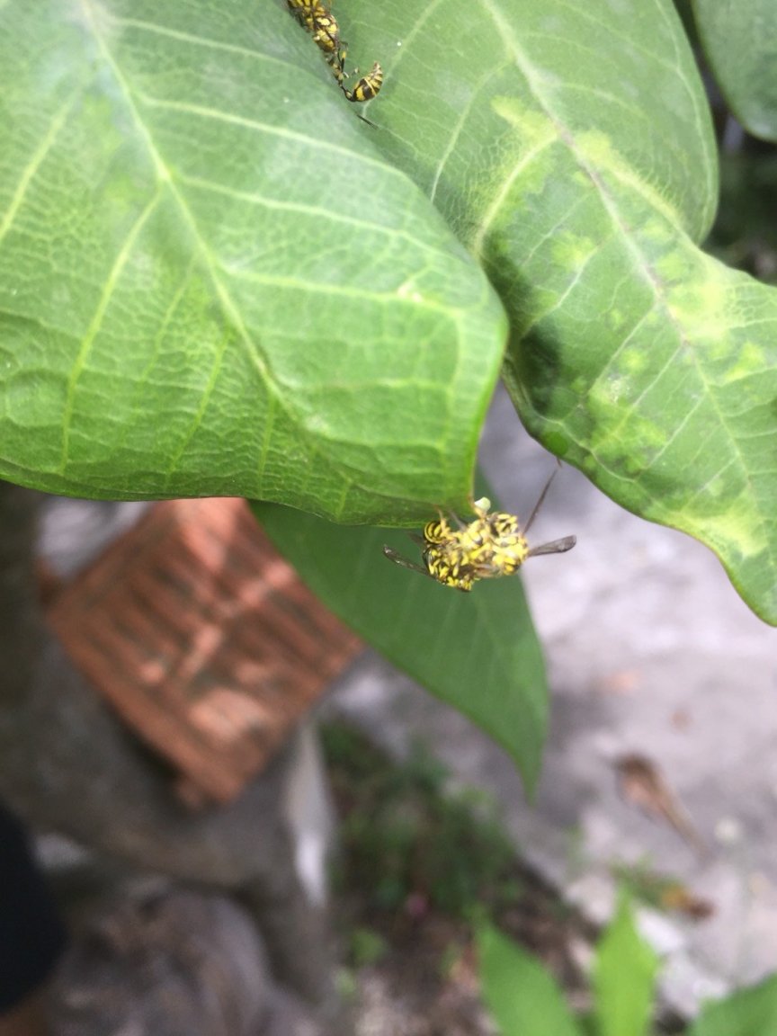 bee3.jpg