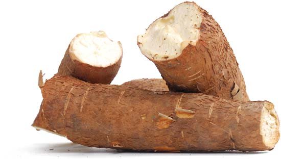 cassava.jpg