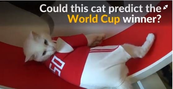 cat.JPG