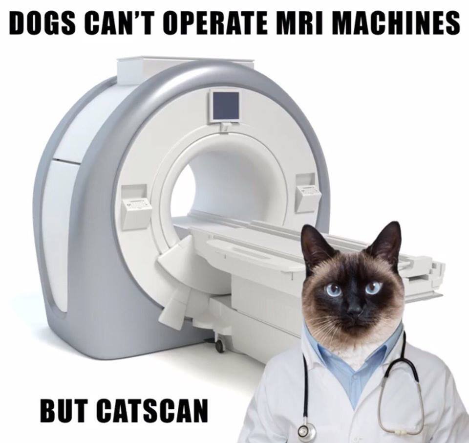 catscan.jpg.d57ed758bb35a075cbc64203ac057d56.jpg