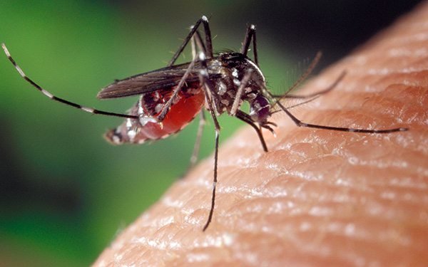 dengue-fever-bangkok.jpg