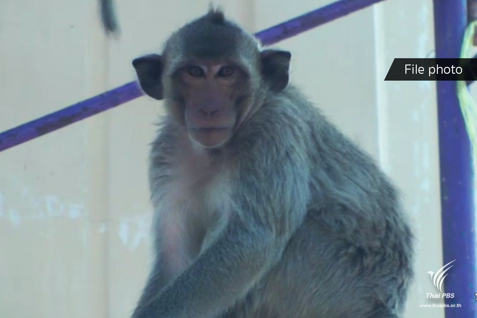 monkey.png