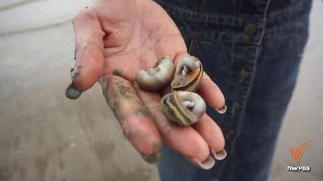 turban-shells1.png